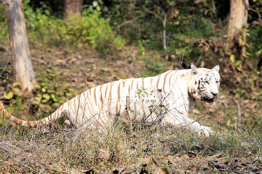 Wildlife Tour Of Madhya Pradesh (Satpura, Pench, Kanha & Bandhavgarh National Park